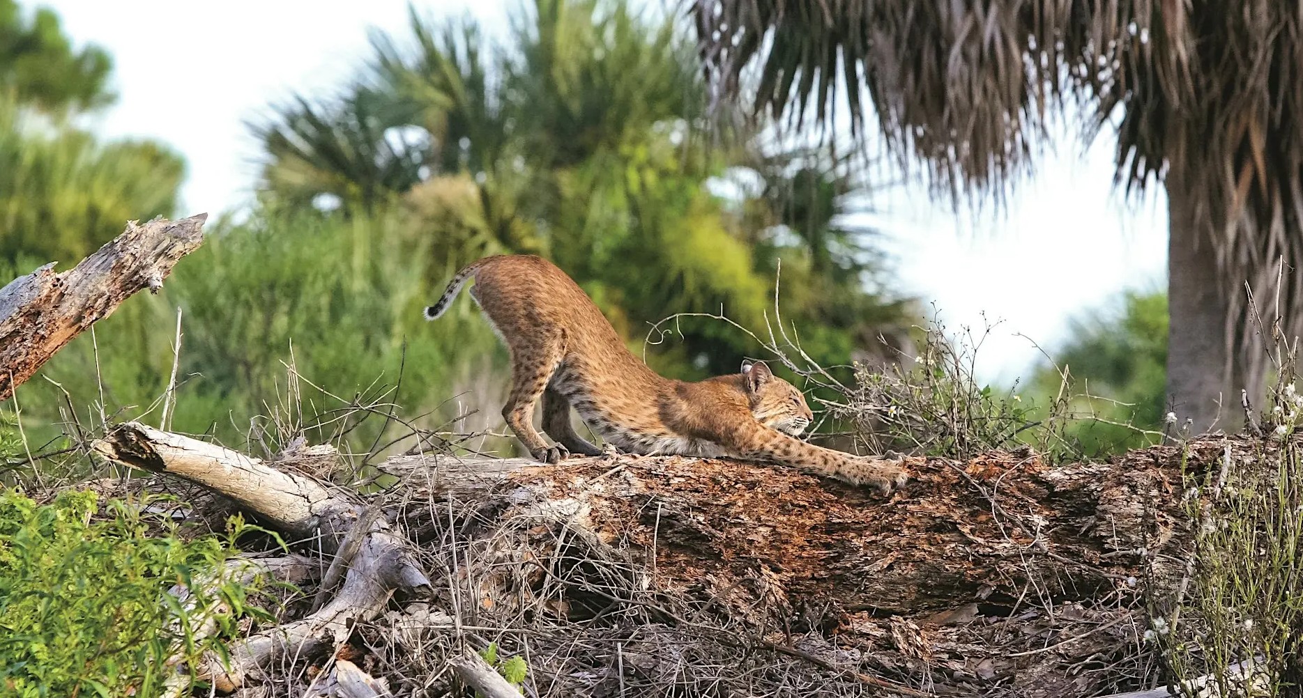 Wild Sarasota: Florida’s Wild Cats