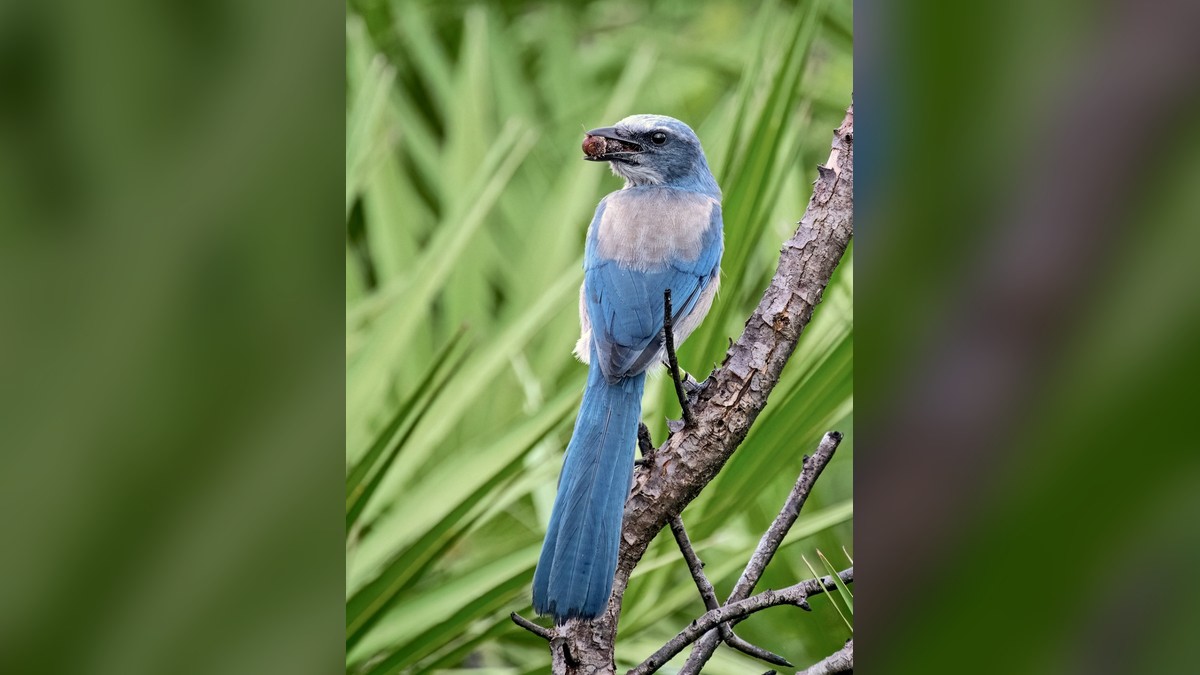 The Gregarious and Threatened Florida Scrub-Jay
