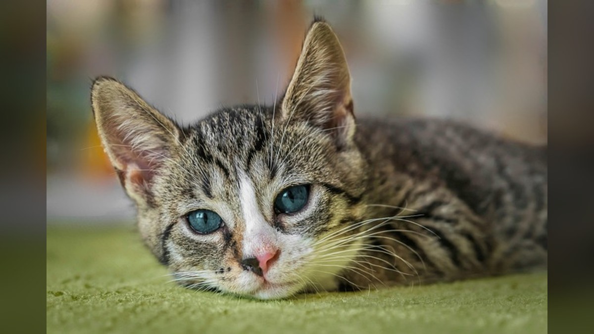 Cat Adoption Event at South Manatee Branch Library