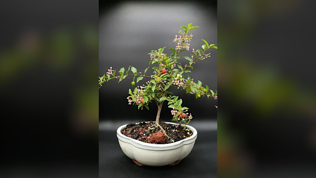 Bonsai Lesson at 3 Bridges Brewing