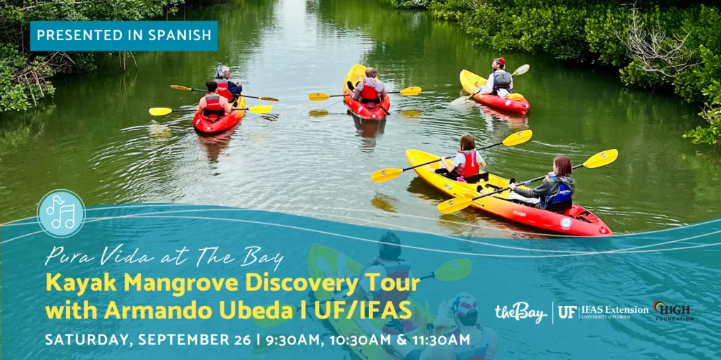 Kayak Mangrove Discovery Tour