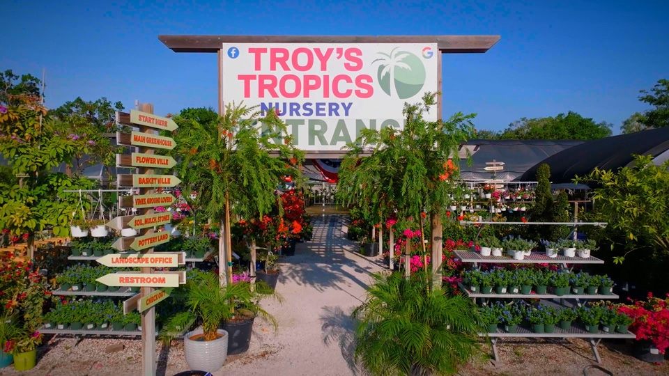 Troy's Tropics