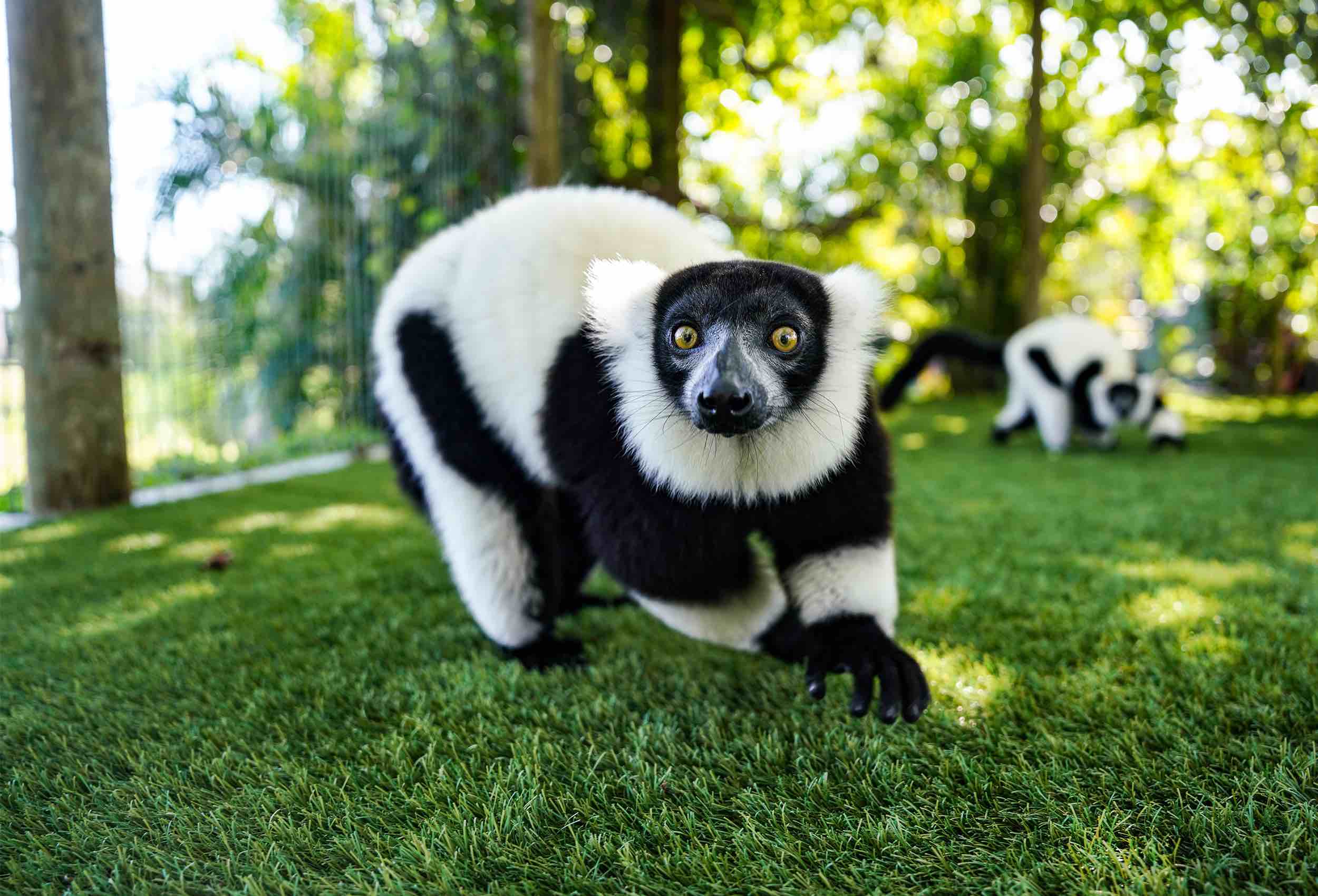 Big Cat Habitat